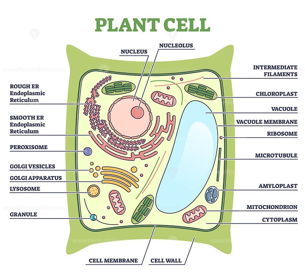 Plant cell structure with inner parts labeled description outline diagram –  VectorMine