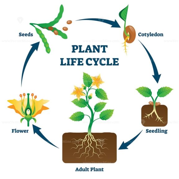 Plant life cycle vector illustration