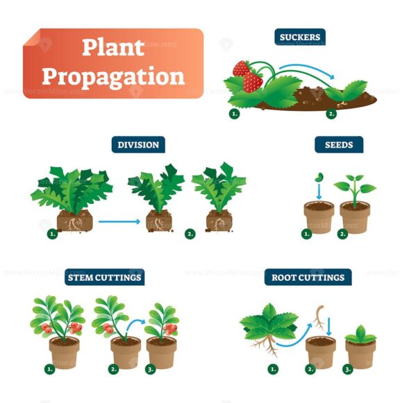 Plant propagation vector illustration diagram