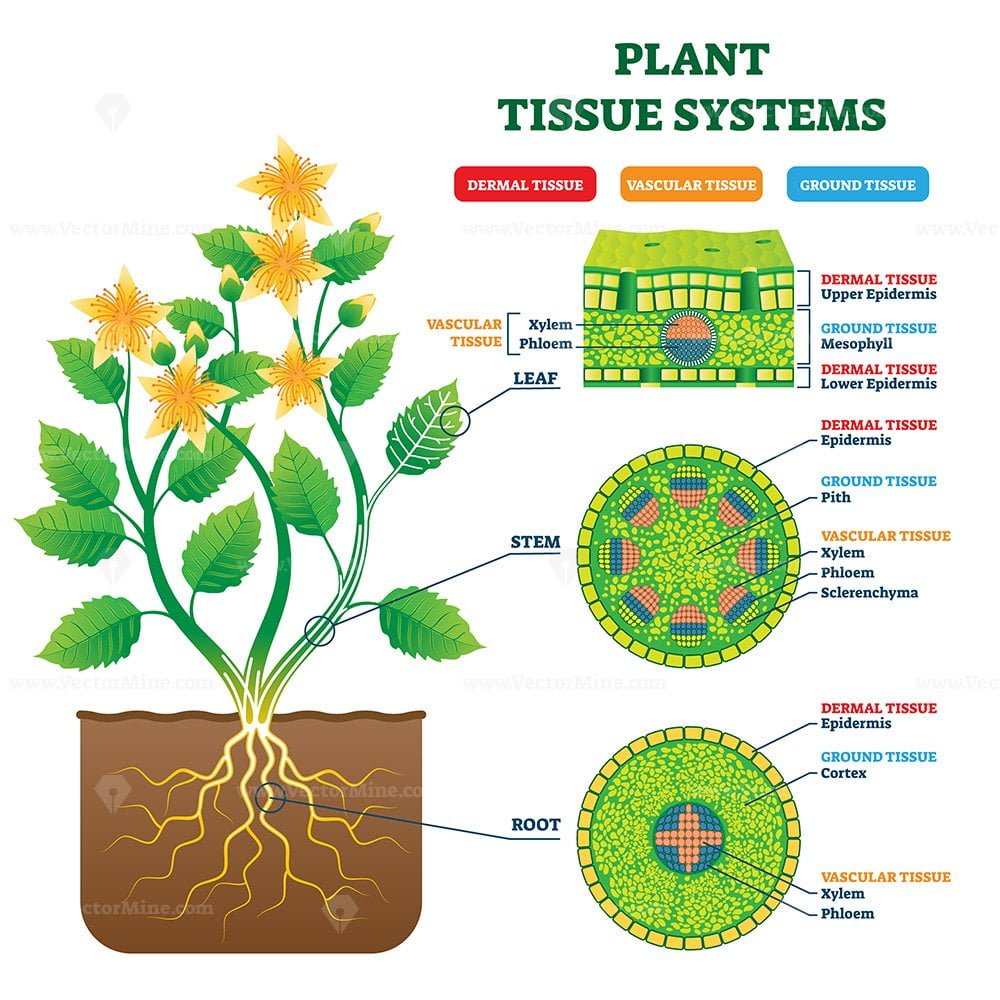 Схема растения