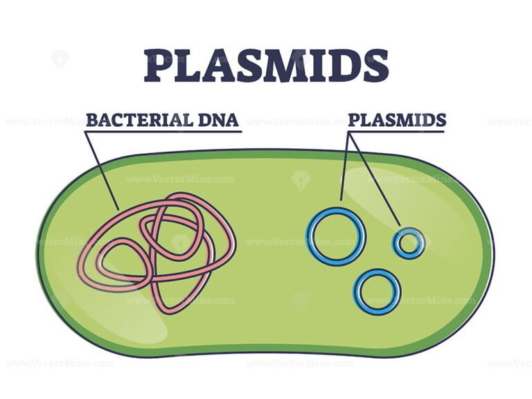 Plasmids with cells extrachromosomal DNA molecule structure outline diagram