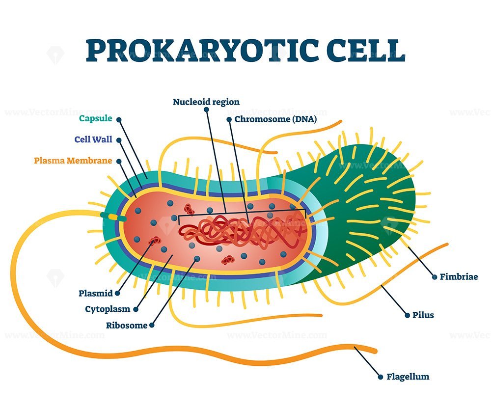 Prokaryotic Cells Labeled