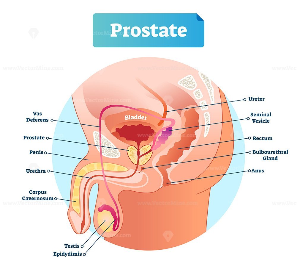 Prostata анатомия