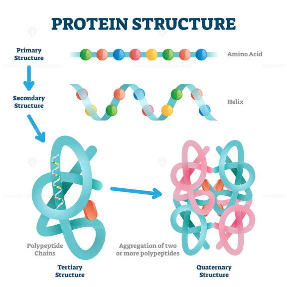 Protein structure vector illustration