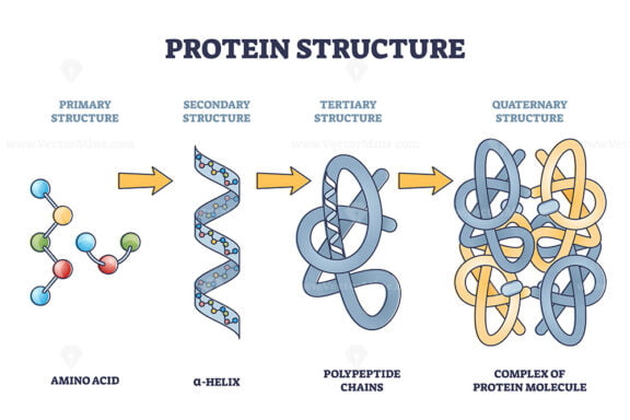 Protein structure levels from amino acid to complex molecule outline diagram