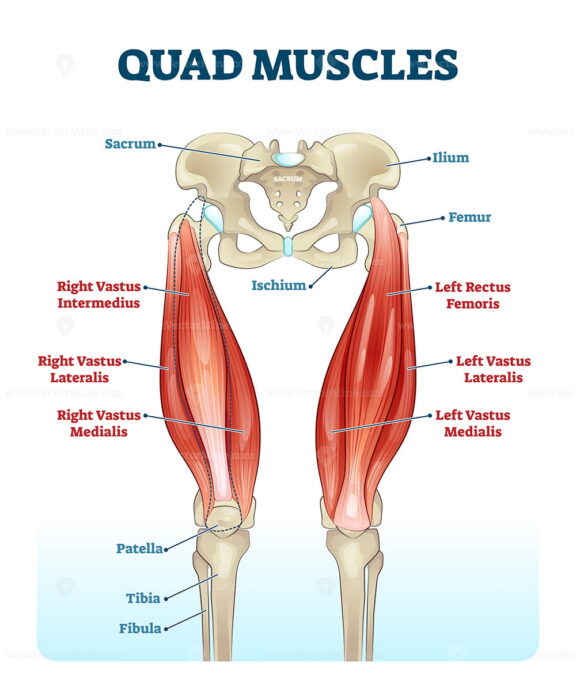 Quad leg muscles anatomy labeled diagram, vector illustration fitness poster