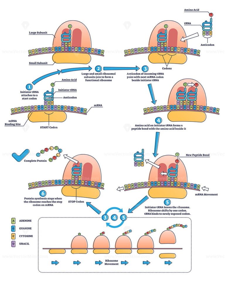 RNA translation as process of transcription of DNA to RNA outline diagram