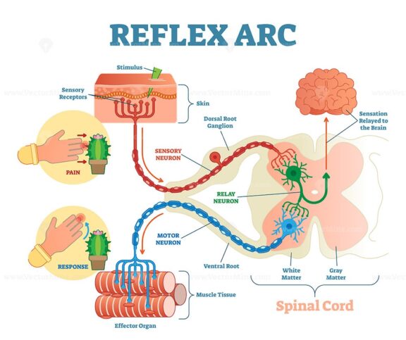 Spinal Reflex Arc anatomical scheme, vector illustration