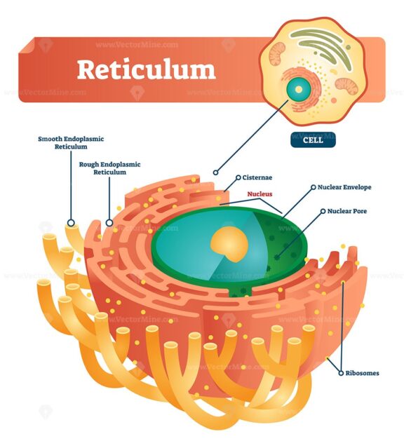 Reticulum labeled vector illustration scheme