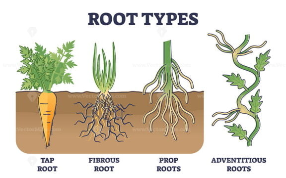 Root types examples in soil from side view in biological outline diagram