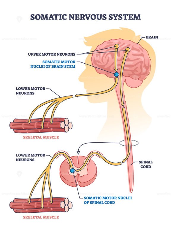 Somatic nervous system with human brain impulse to muscle outline diagram