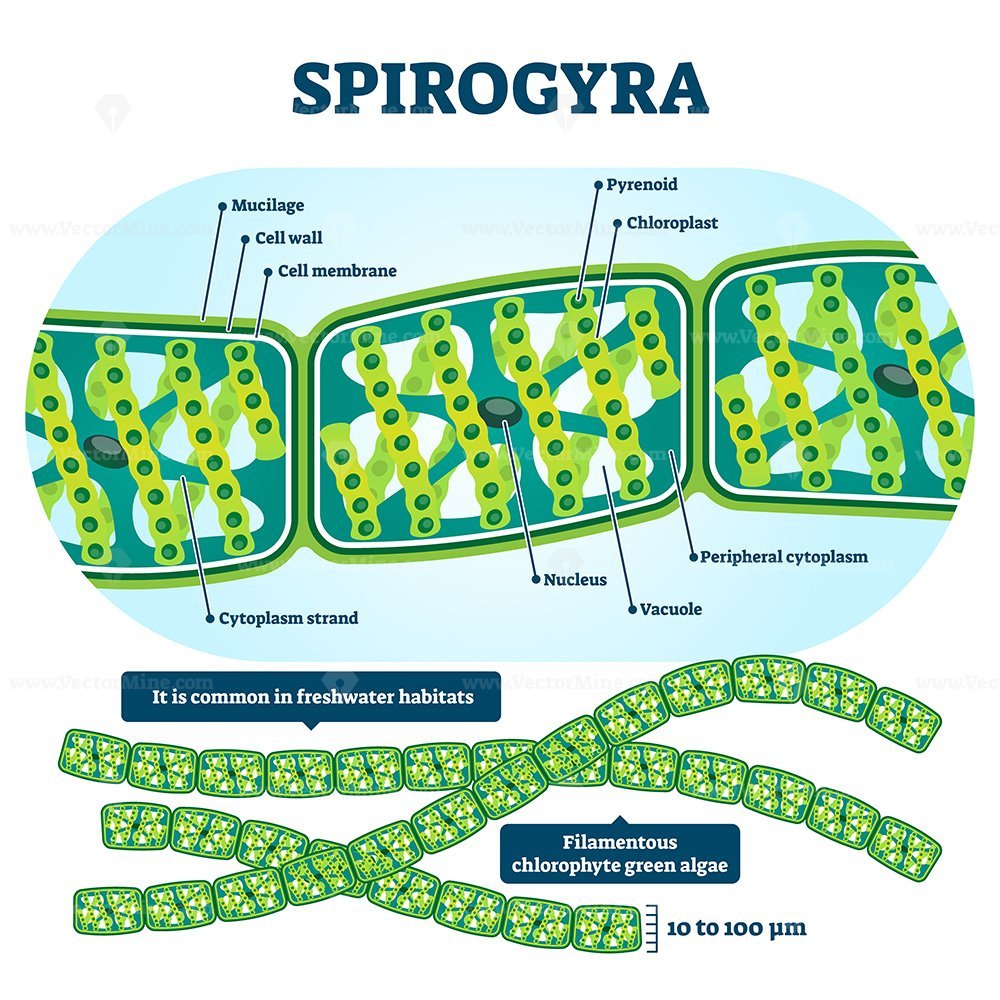 Жизненный цикл Spirogyra