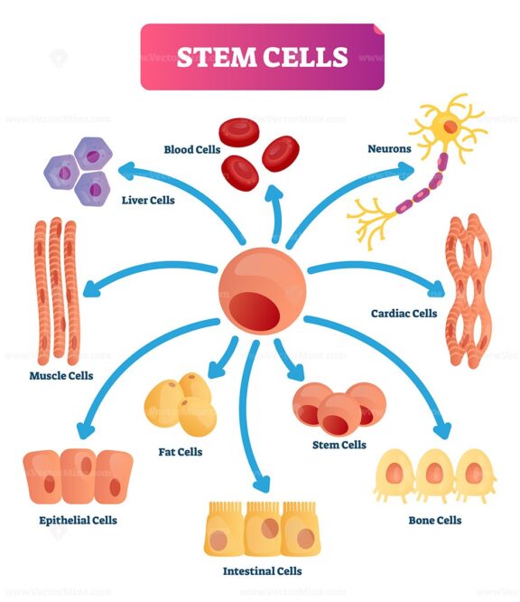 Stem cells vector illustration