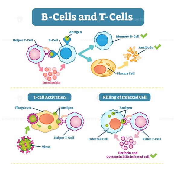 B-cells and T-cells schematic diagram