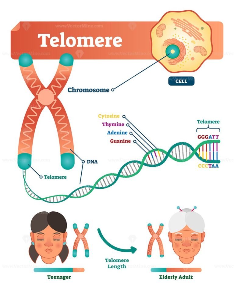 Telomere vector illustration