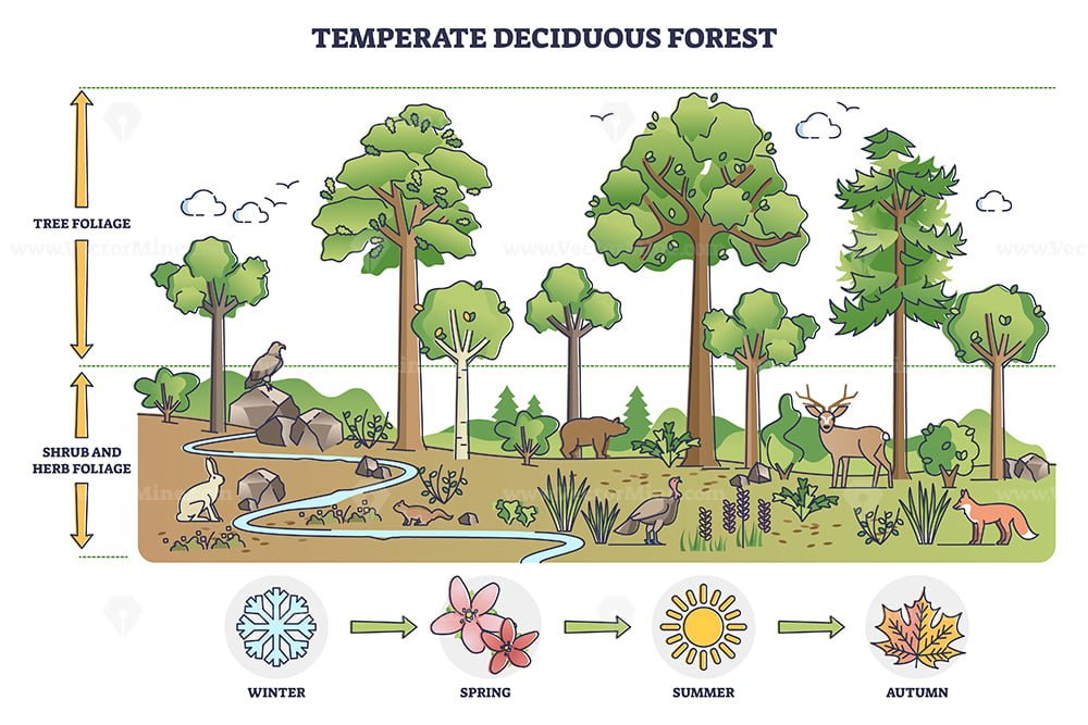 Temperate deciduous forest tree and shrub foliage description outline  diagram – VectorMine