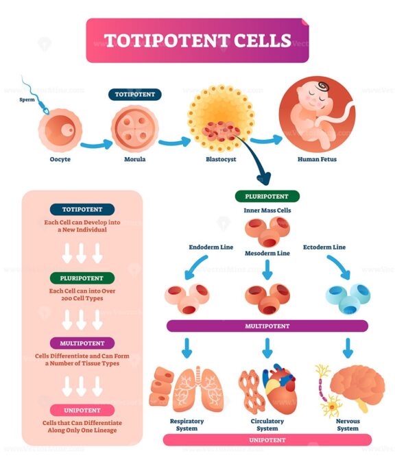 Totipotent cells vector illustration