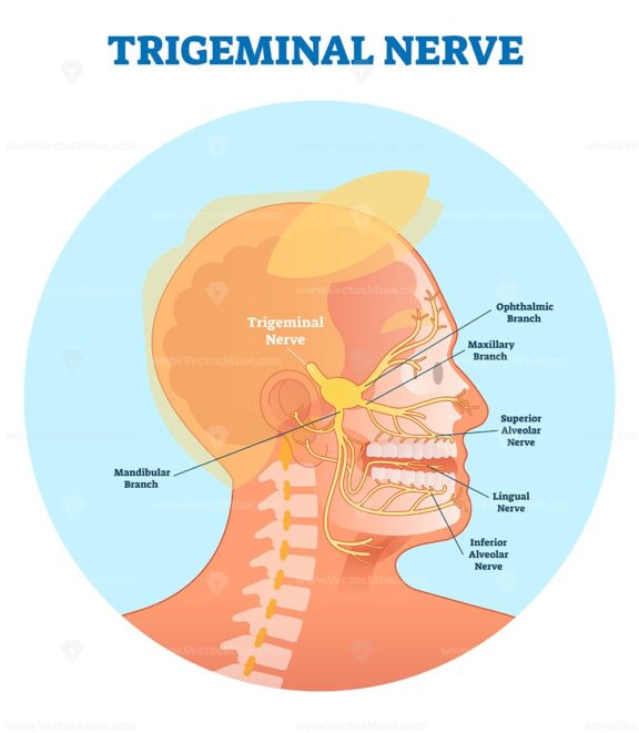 Trigeminal nerve anatomical vector illustration diagram