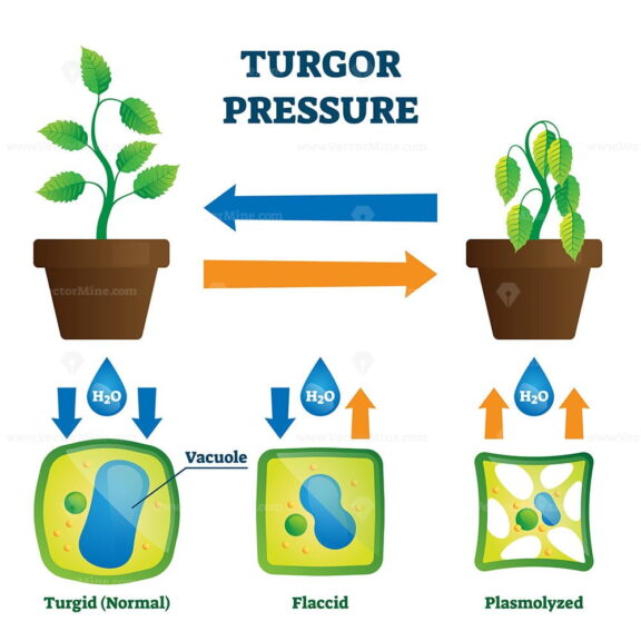 Turgor pressure vector illustration