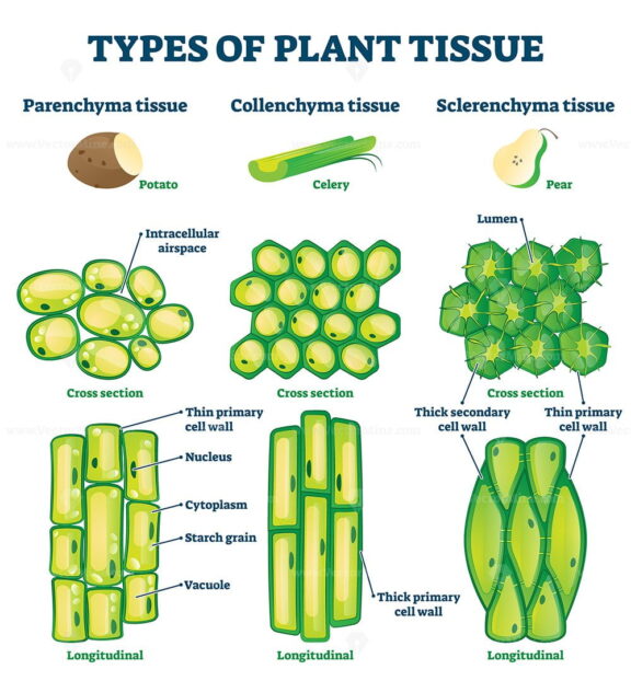 Plant tissue types vector illustration