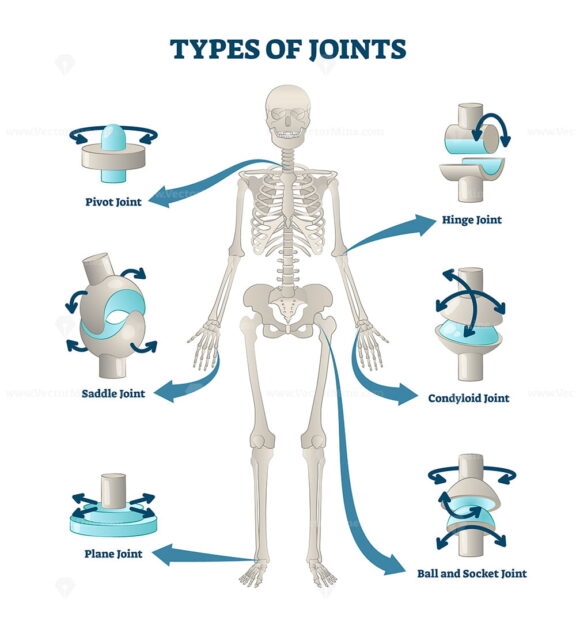 Types of joints vector illustration