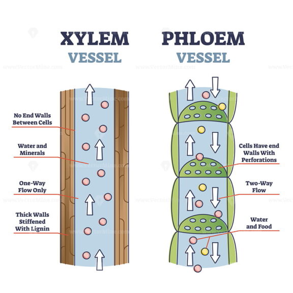 Xylem and phloem water and minerals transportation system outline diagram