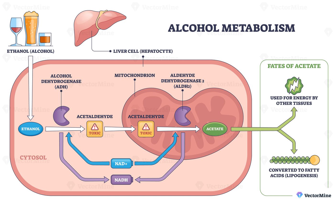 Alcohol metabolism brief pathway shows ethanol converted to acetaldehyde and acetate in a liver cell, key objects, liver, enzymes ADH-ALDH2, mitochondrion. Outline diagram
