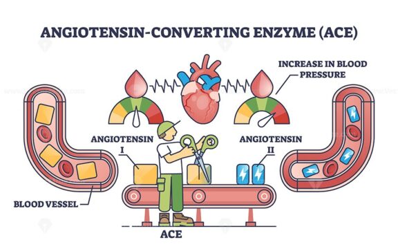 Angiotensin converting enzyme or ACE to blood vessel health outline diagram
