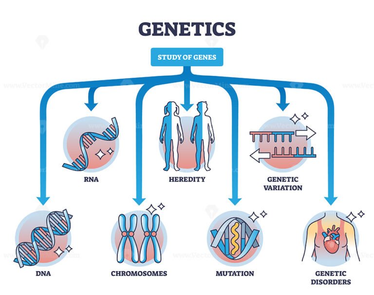 Areas of study within genetics and gene learning fields outline diagram