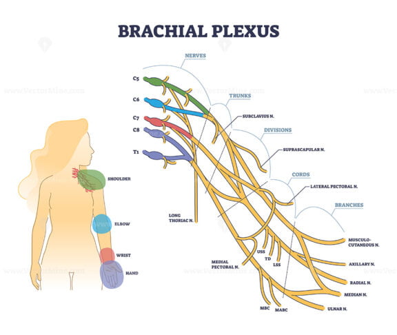 Brachial plexus structure as isolated shoulder nerves network outline diagram
