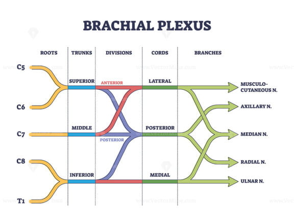 Brachial plexus shoulder nerves network medical division outline diagram