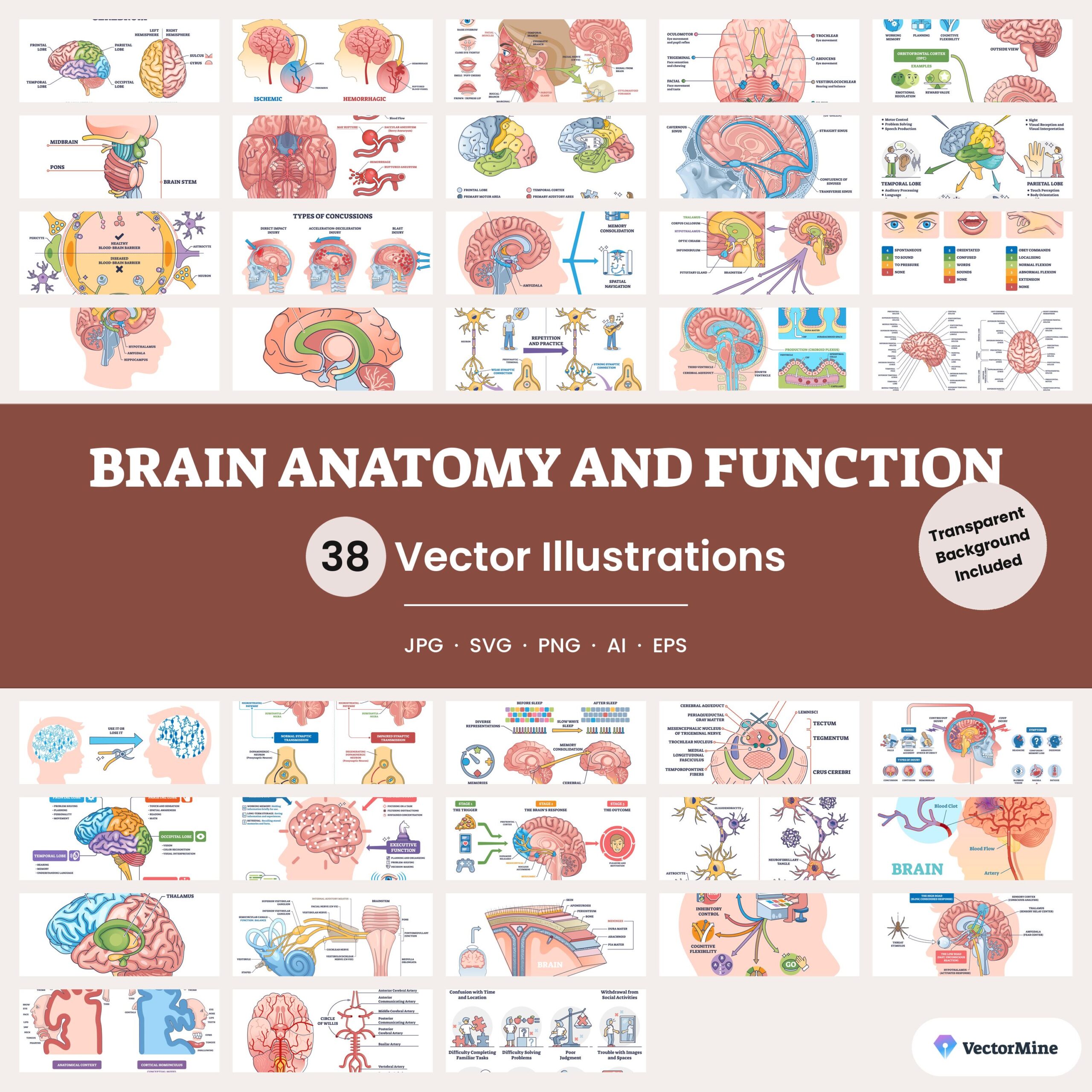 Brain Anatomy and Function – Diagram Bundle