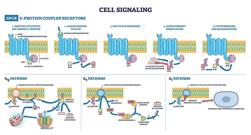 USMLE Cell signaling GPCR pathways show 7 TM receptor, G G protein, and plasma membrane guiding Gq, Gs, Gi activation from ligand to second messengers for exam prep. Outline diagram