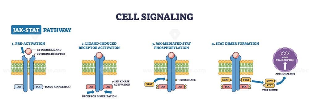 USMLE Cell signaling JAK-STAT pathway shows ligand-activated cytokine receptor triggering JAK phosphorylation and STAT dimer to nucleus, key, receptor, JAK kinase, STAT dimer. Outline diagram
