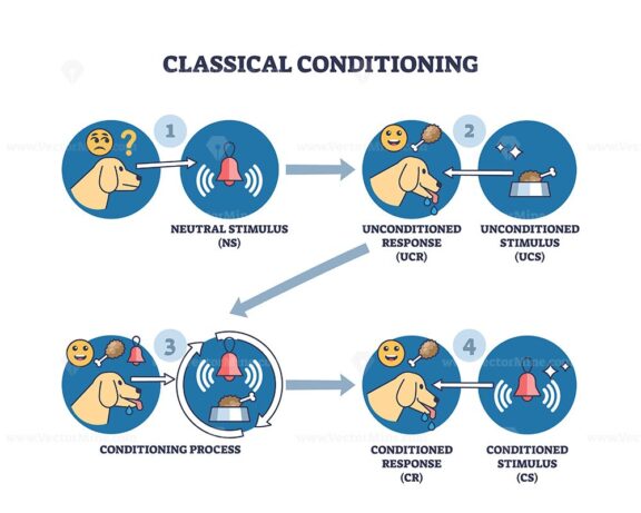 Classical conditioning and Pavlov behavior stimulus research outline diagram