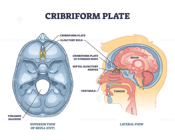 Cribriform plate of ethmoid bone location in human head outline diagram