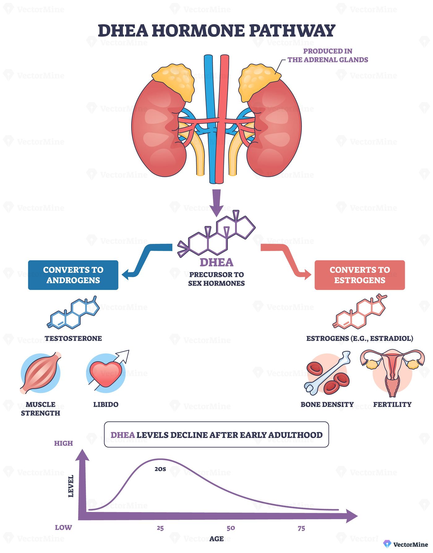 DHEA hormone pathway shows how adrenal glands produce DHEA molecule that converts to androgens and estrogens, impacting muscle, bone, and fertility. Outline diagram