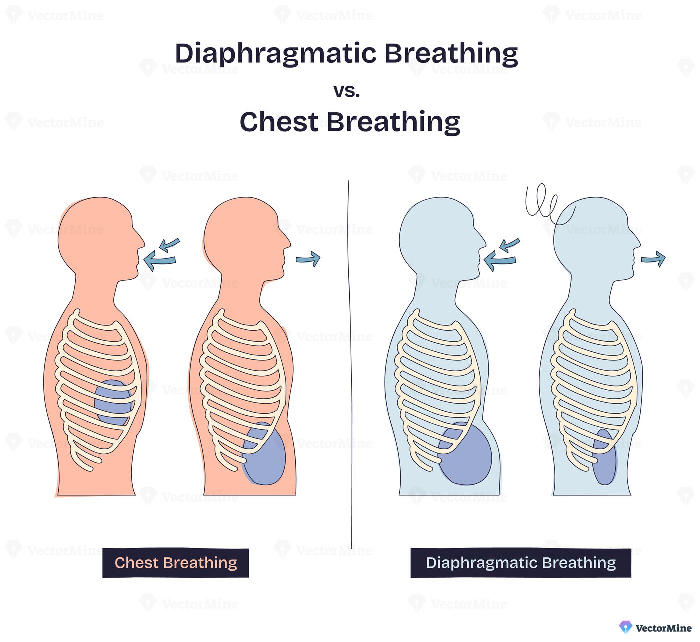 Diaphragmatic breathing vs. chest breathing shows airflow, ribcage, and diaphragm movement for each method. Doodle style diagram