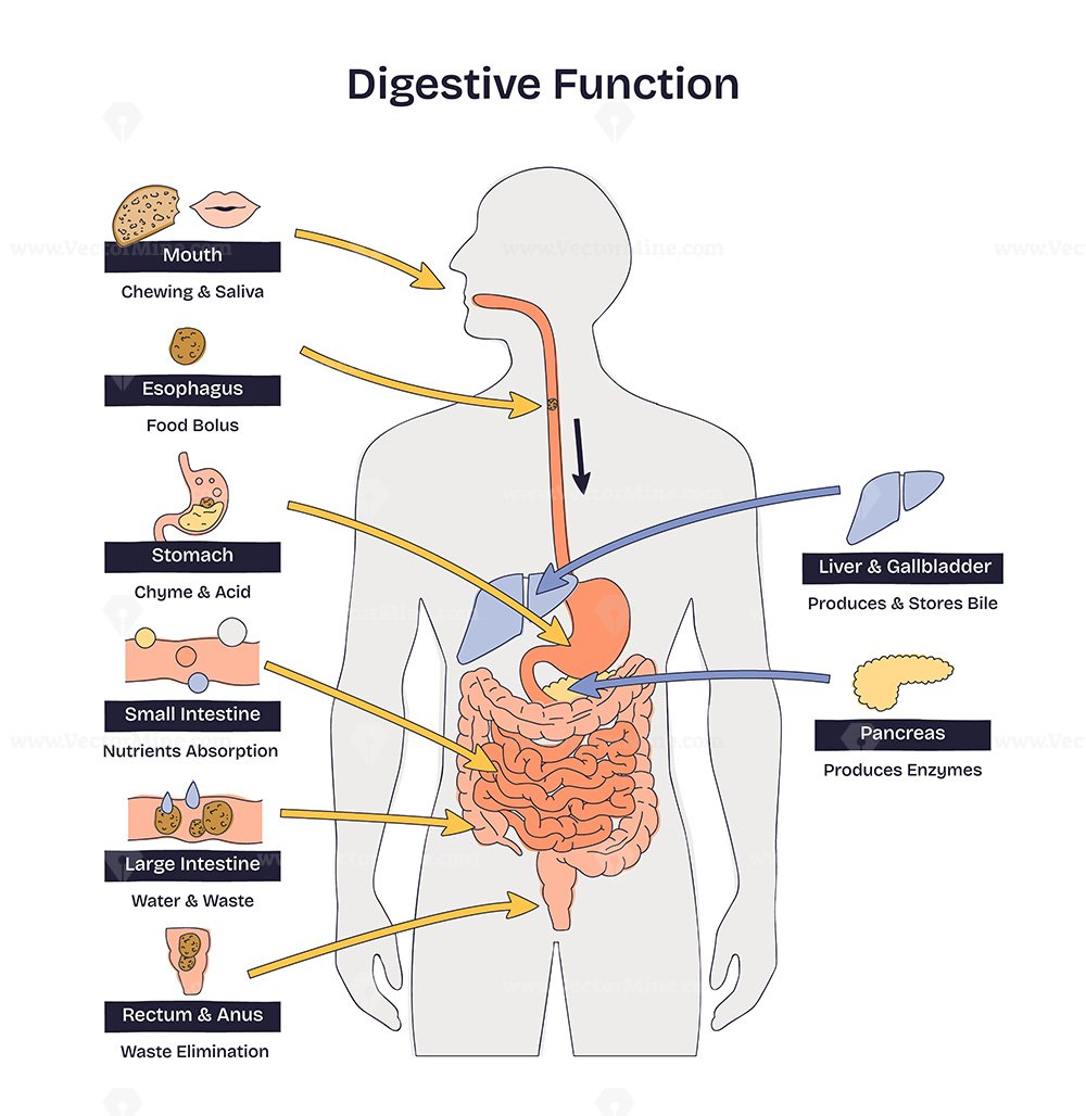 Digestive function overview illustrating how food moves through mouth, stomach, and intestines with bile and enzyme support, clear step-by-step schematic. Doodle style diagram