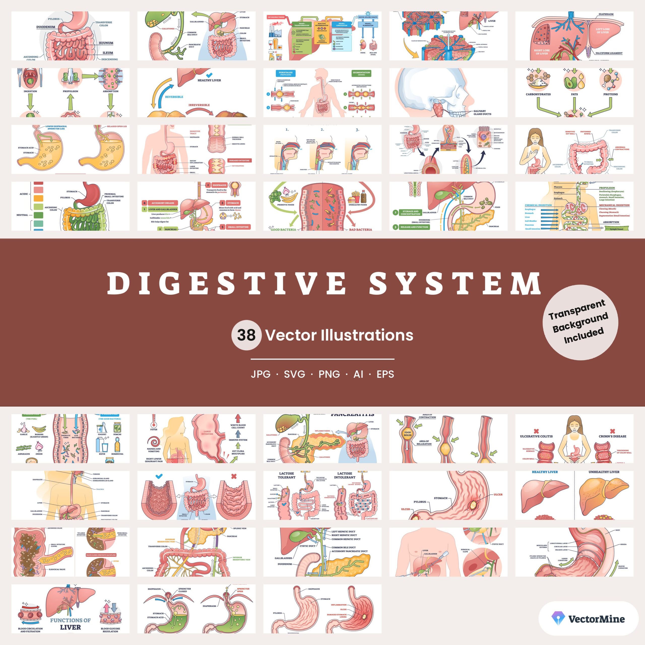 Digestive System – Diagram Bundle