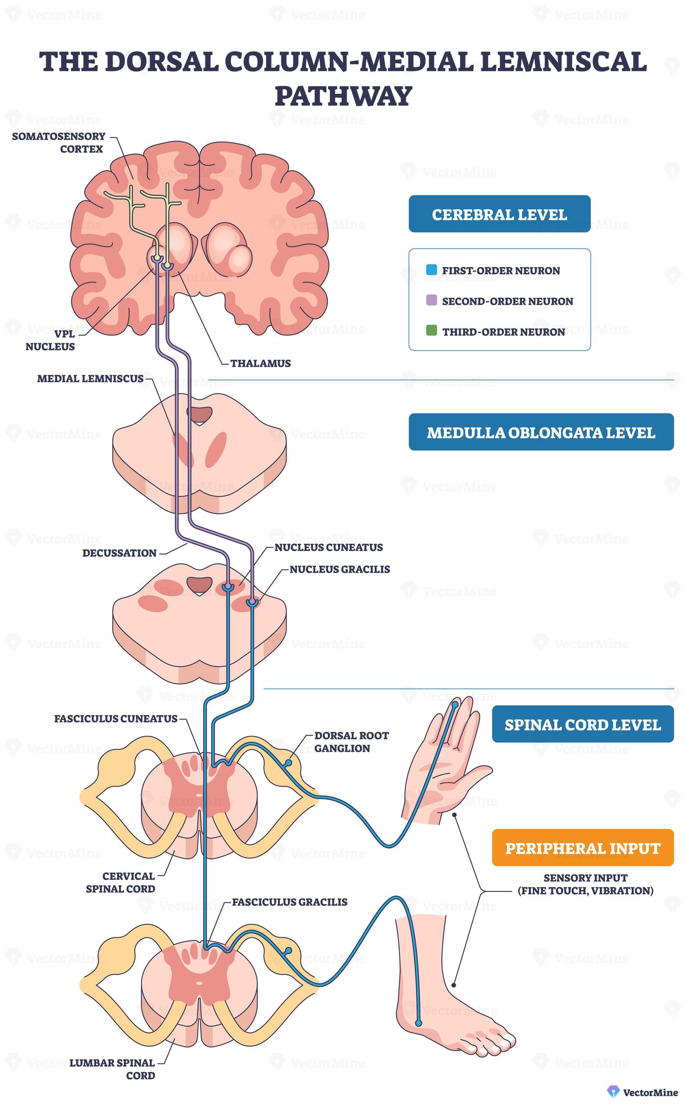Dorsal column medial lemniscus pathway shows fine touch flow from hand and foot via spinal cord to brain, key objects, brain, spinal cord, dorsal root ganglion. Outline diagram