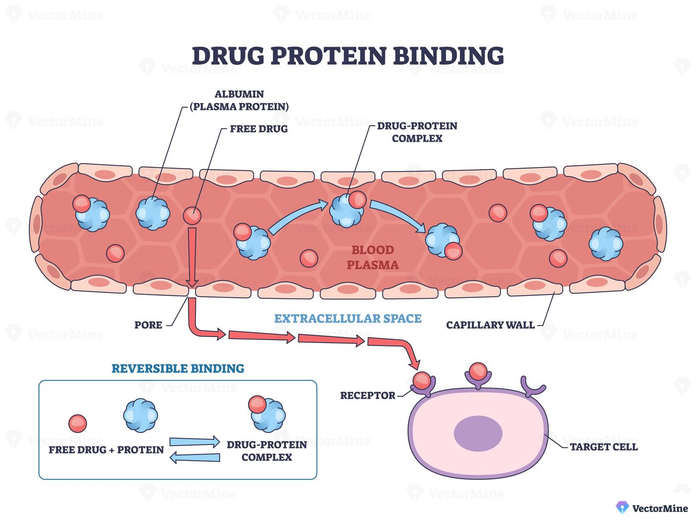 Drug protein binding brief shows free drug binding albumin in plasma, crossing capillary wall to a cell receptor. Key, drug-protein complex, plasma, receptor. Outline diagram