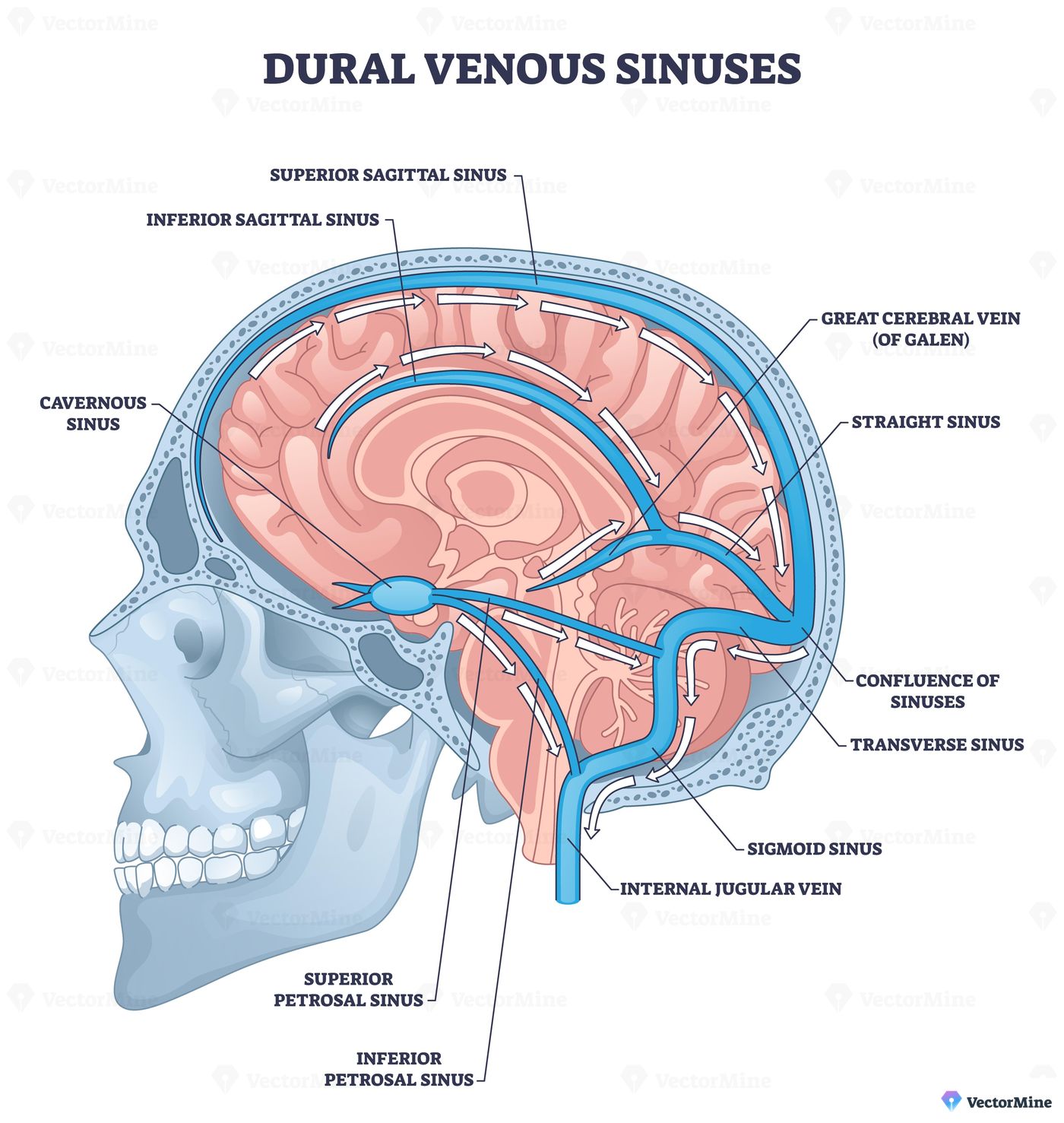 Dural venous sinuses overview illustrates brain cross section with superior sagittal sinus, transverse sinus, and internal jugular vein flow pathways. Outline diagram