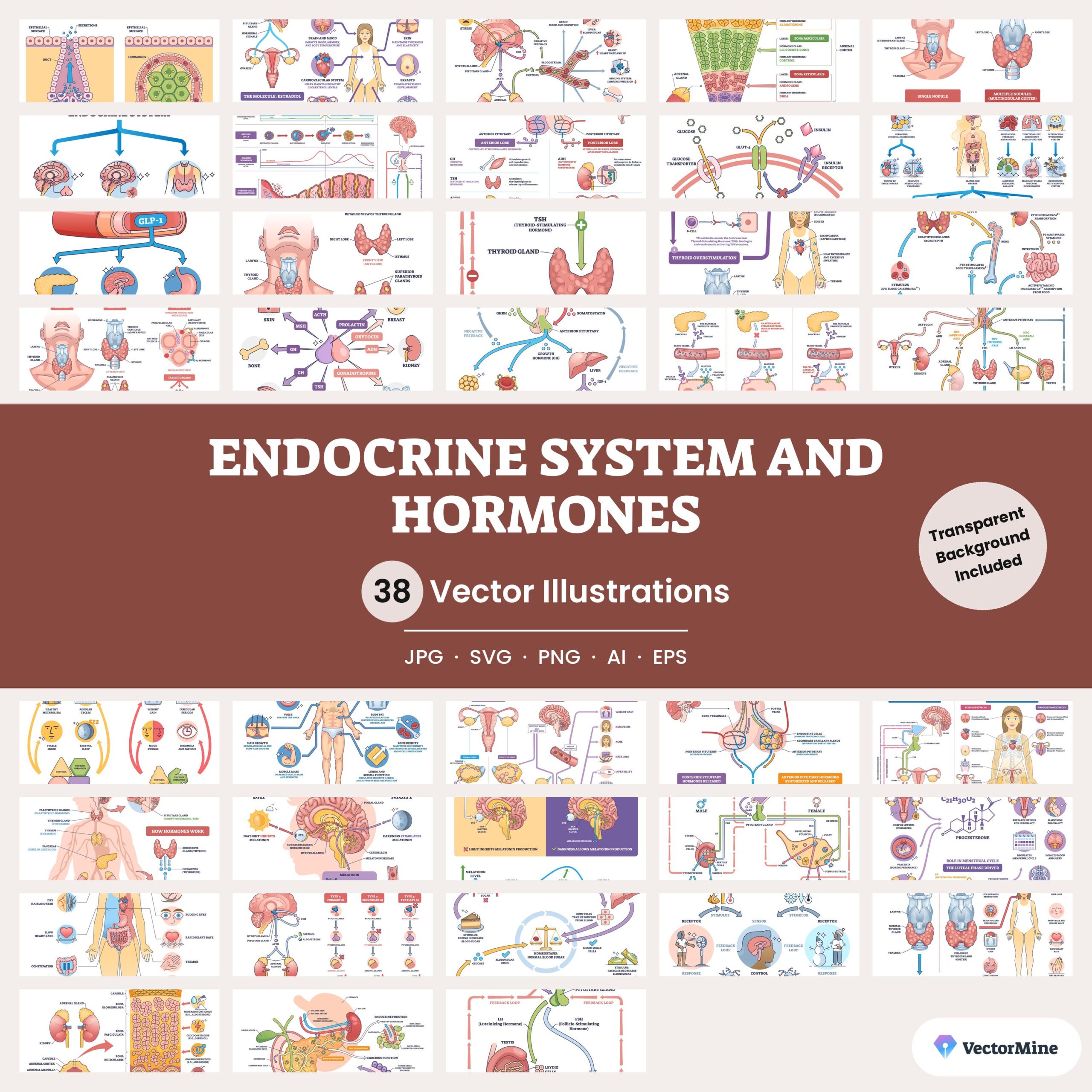 Endocrine System and Hormones – Diagram Bundle