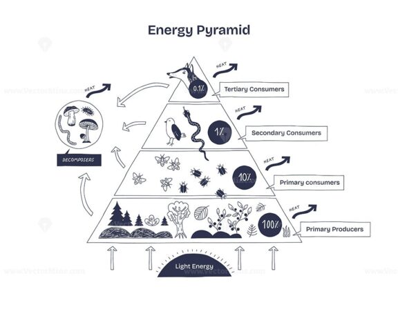 Energy Pyramid shows energy flow in ecosystems, highlighting producers, consumers, and decomposers. Diagram