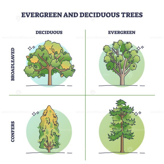 Evergreen trees vs deciduous plants with seasonal leaves outline diagram