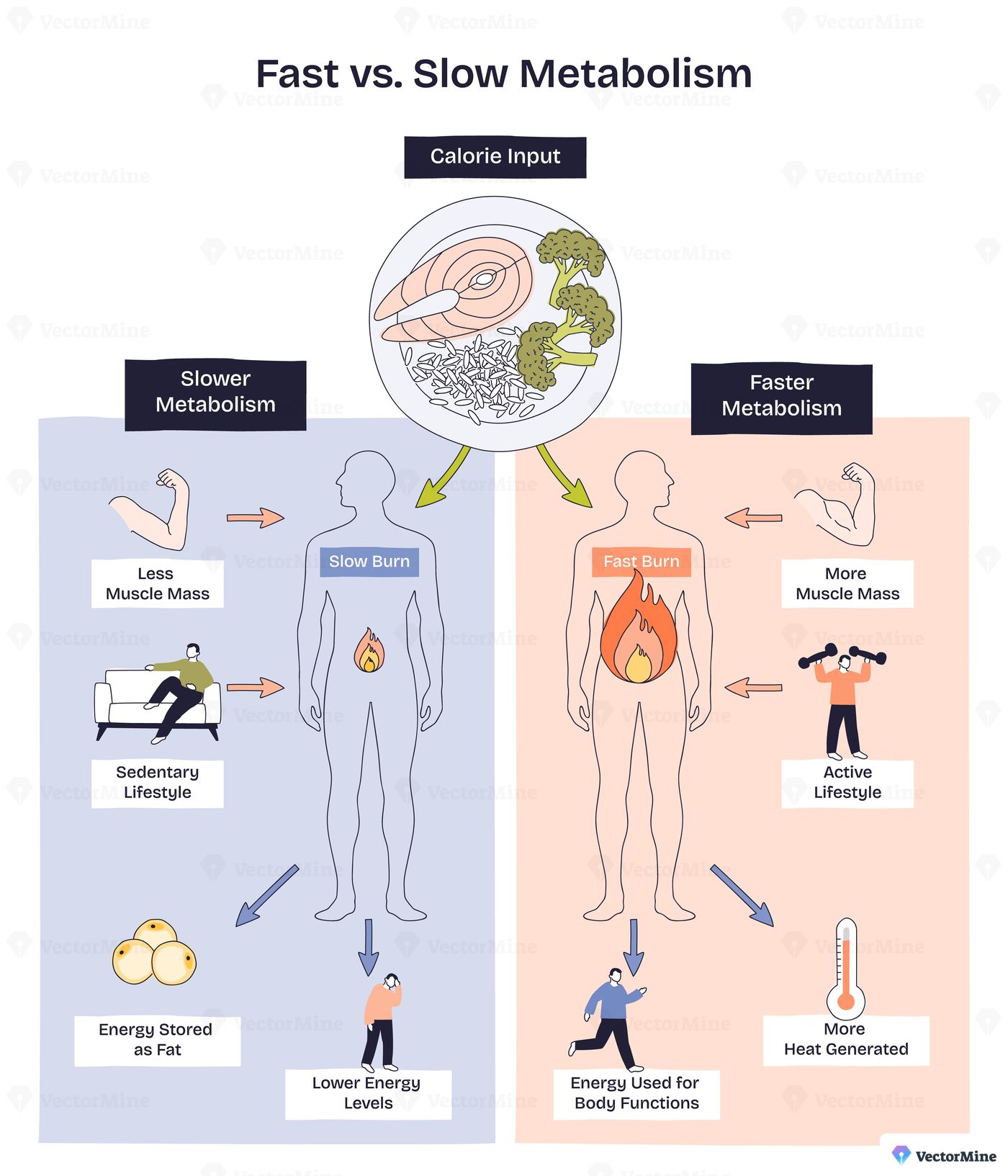 Fast vs slow metabolism comparison shows calorie input, body silhouettes, and flames to contrast energy burn, muscle mass, and activity levels for weight control. Doodle style diagram