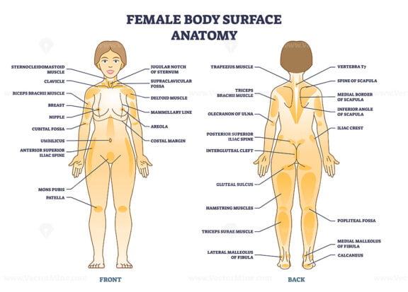 Female body surface general anatomy with medical anatomy outline ...