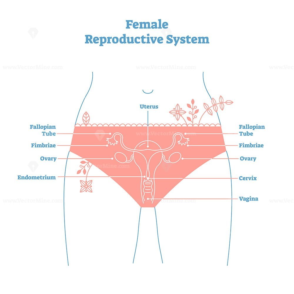 Диаграмма женских половых органов