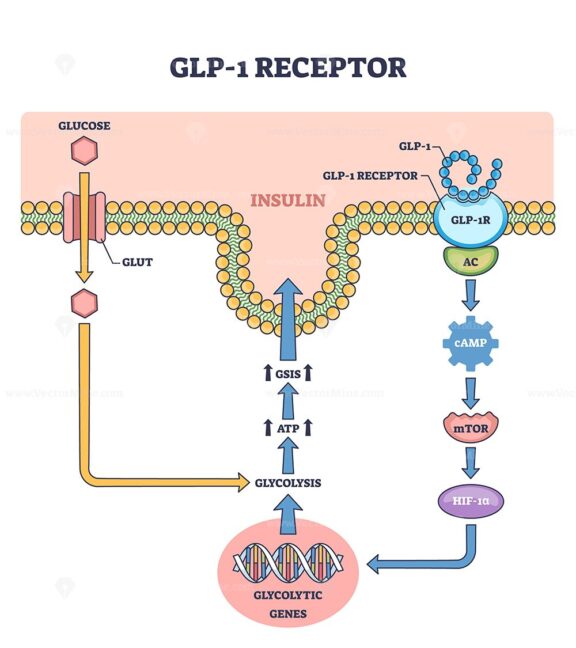 Diagram showing GLP-1 receptor pathway with glucose, insulin, and gene expression, outline diagram.
